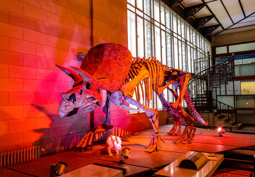 Exhibitions / Museums