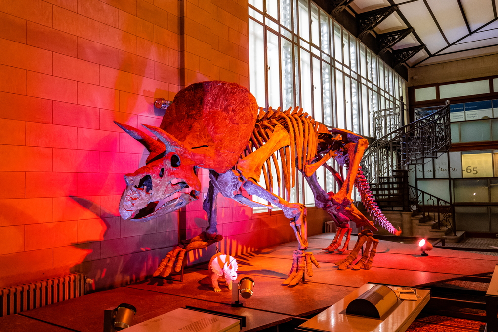 Exhibitions / Museums